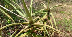 Malindi Kilifi county 5000 acres for sale
